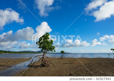Young tree of mangrove growing in estuary 42927942