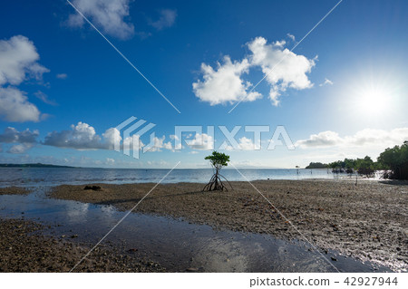 Young tree of mangrove growing in estuary 42927944
