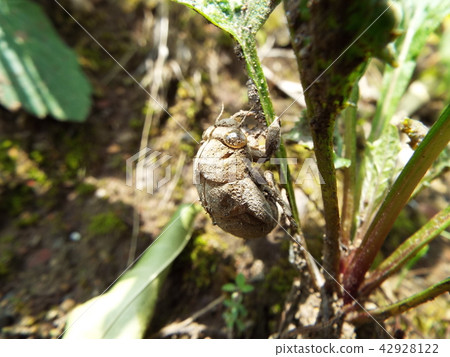 蟬的出口 蟬的出口 42928122