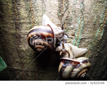 Snail mating 42928194