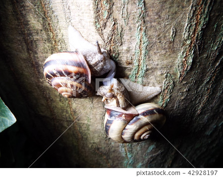 蝸牛交配 42928197