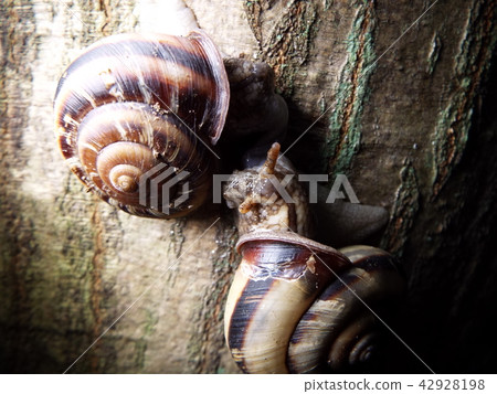Snail mating 42928198