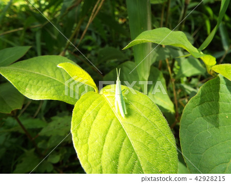 Atractomorpha lata 42928215