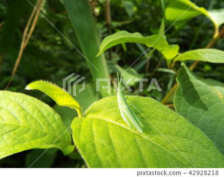 Atractomorpha lata Atractomorpha lata 42928218