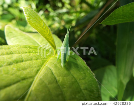 Atractomorpha lata 42928226