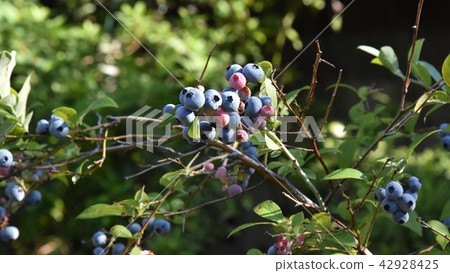 Blueberry at the time of eating 42928425