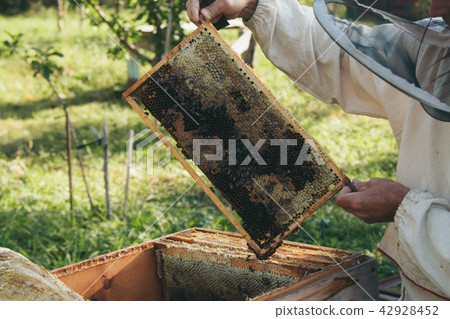 Beekeeping works: bees, honeycombs, honey 42928452