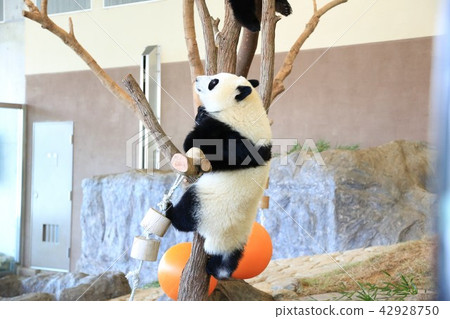 Panda to climb "Yokoisho" 42928750