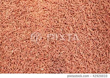 Red maggot worm bait for fishing Red maggot worm bait for fishing 42928810