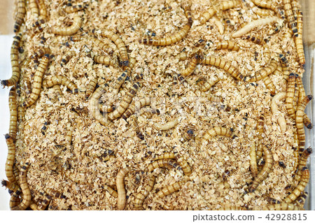 Caddisfly larva for fishing 42928815