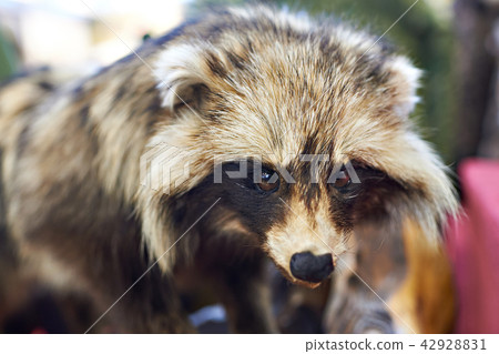 Hunting trophy a stuffed raccoon Hunting trophy a stuffed raccoon 42928831