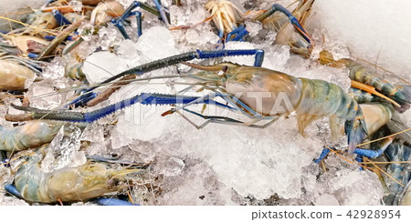 Biig prawn with ice in the market Biig prawn with ice in the market 42928954