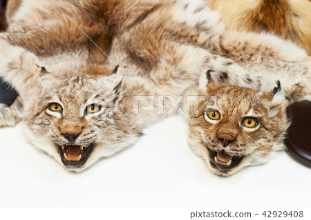 Two stuffed lynxes hunting trophy 42929408