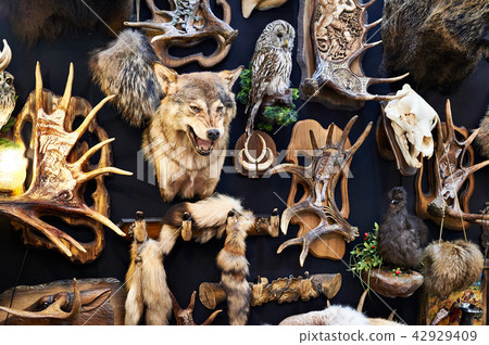Wall with hunting trophy 42929409
