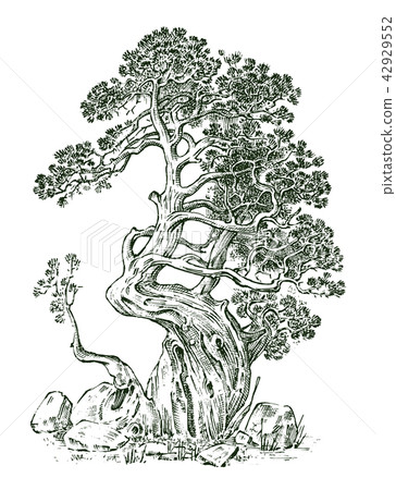 Pine Tree Or Evergreen Juniper Cypress Stock Illustration