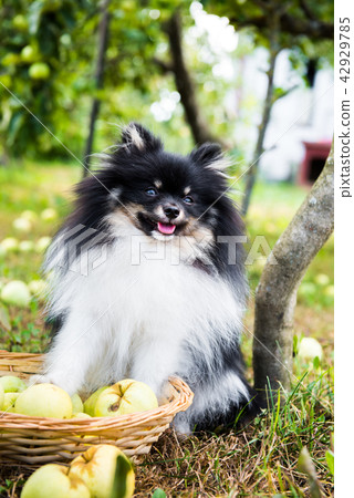 Pomeranian spitz dog with apples. Pomeranian spitz dog with apples. 42929785