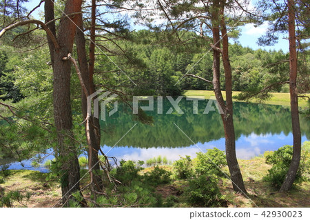 Trees and sky reflected on the surface of the water 42930023