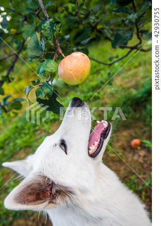 Funny Shepherd dog is playing with apple 42930755