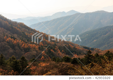 栃木縣鹿沼市秋葉（11月） 42931020