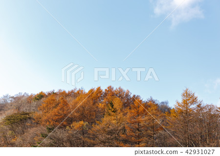 栃木縣鹿沼市秋葉（11月） 42931027