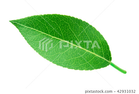 Pear leaf isolated on white Pear leaf isolated on white 42931032