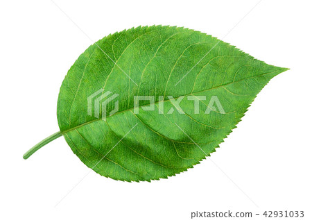Apple leaf isolated on white 42931033