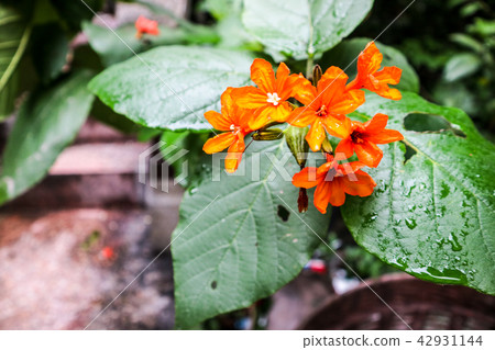 Cordia sebestena is shrubby tree in borage family 42931144