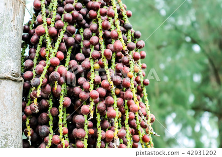 colorful palm seed on palm tree decorate in garden colorful palm seed on palm tree decorate in garden 42931202