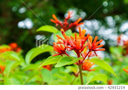 Russelia equisetiformis red flower bloom in garden 42931214