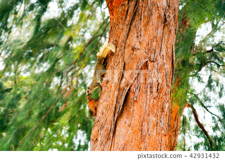 squirrel has smell something on branch tree squirrel has smell something on branch tree 42931432