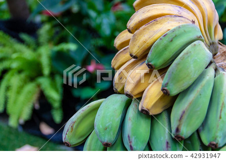 A tropical blue banana A tropical blue banana 42931947
