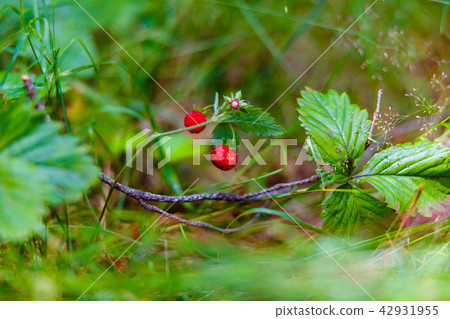 Wild strawberries growing in green grass macro Wild strawberries growing in green grass macro 42931955