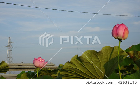 蓮花和芽和鋼塔 42932189