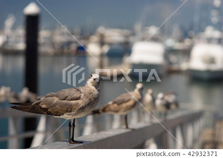 A seagull standing facing front with isolated blurred background of boats docking at the port 42932371