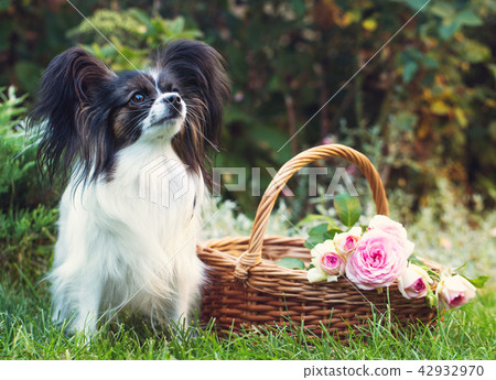 dog with a basket of roses 42932970