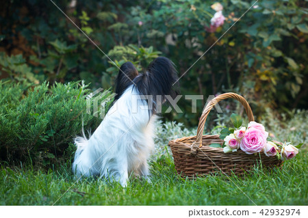 Beautiful dog of the Papillon breed 42932974