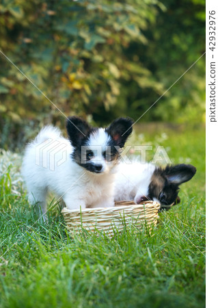 two puppies are playing with a basket two puppies are playing with a basket 42932976