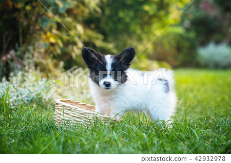 Puppy playing with a basket in the garden Puppy playing with a basket in the garden 42932978