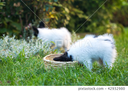 Puppy eats from the basket Puppy eats from the basket 42932980