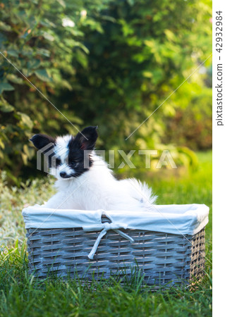 the puppy is in the basket the puppy is in the basket 42932984