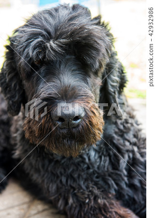 funny black Russian terrier dog is on the grass funny black Russian terrier dog is on the grass 42932986