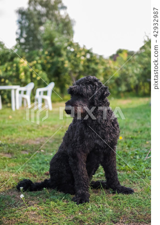 funny black Russian terrier dog is on the grass 42932987