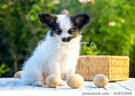 dog and eggs 42932999