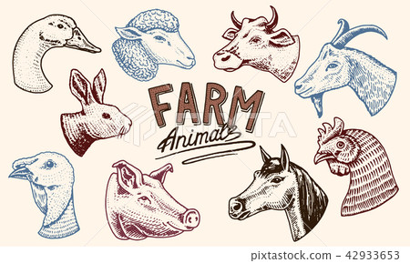 Farm animals. Head of a domestic horse pig goat cow alpaca llama rabbit sheep. Logos or emblems for Farm animals. Head of a domestic horse pig goat cow alpaca llama rabbit sheep. Logos or emblems for 42933653