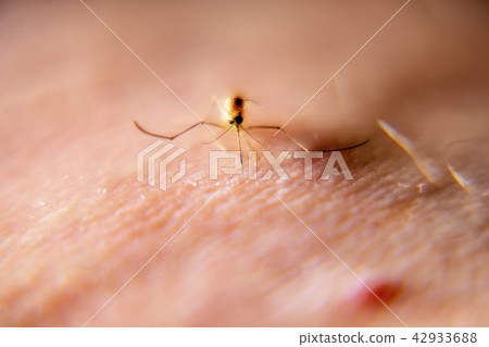 Close-up of mosquito sucking blood from human skin Close-up of mosquito sucking blood from human skin 42933688