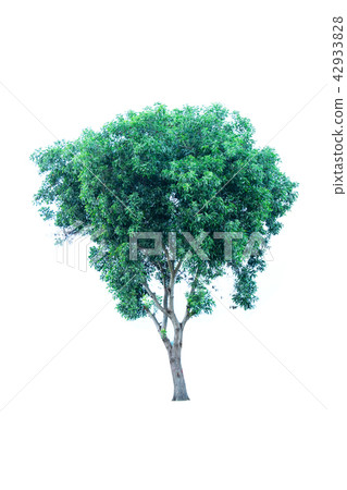 Tree isolated on a white background Tree isolated on a white background 42933828