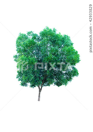 Tree isolated on a white background 42933829