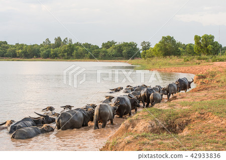buffalo swimming in a river. buffalo swimming in a river. 42933836