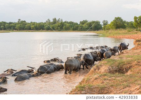 buffalo swimming in a river. buffalo swimming in a river. 42933838