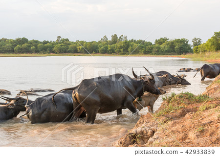 buffalo swimming in a river. buffalo swimming in a river. 42933839